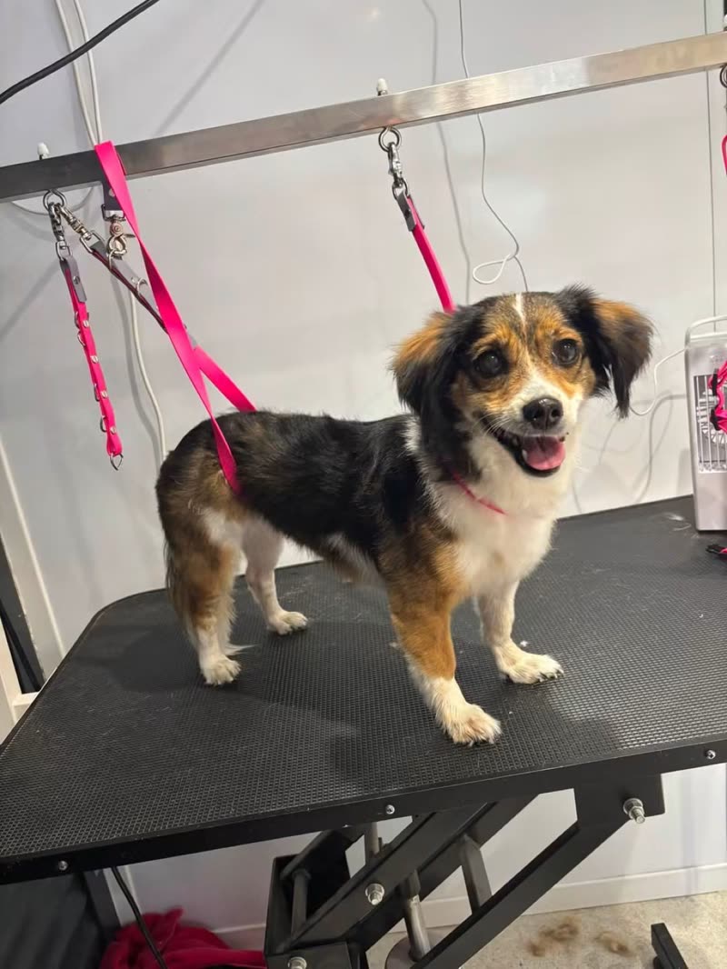 A freshly groomed tricolour spaniel-type dog standing on the grooming table, smiling at the camera