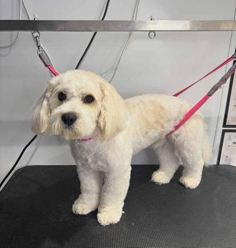 A white cockapoo standing side-on on the grooming table showing its full body clip and leg trim