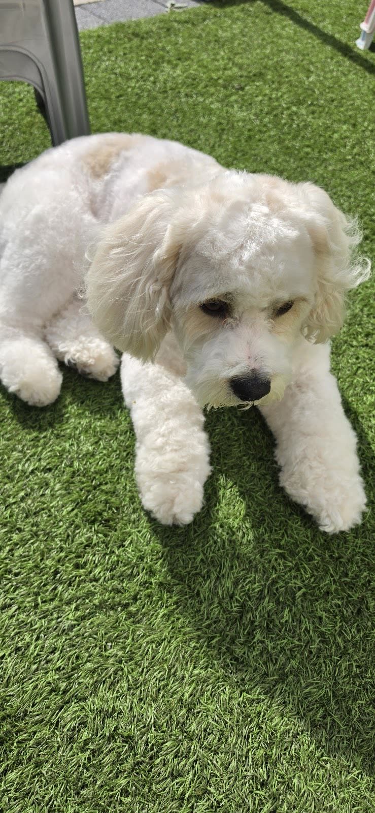 A white curly-coated dog lying out on the grass after its groom