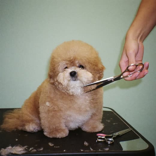 A small fluffy dog having its coat scissor-trimmed