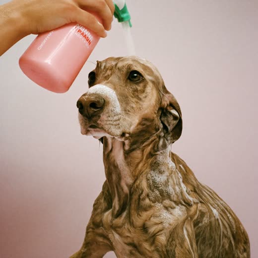 A wet dog being bathed and shampooed