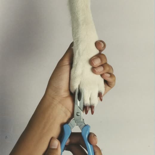 A dog's paw having its nails clipped