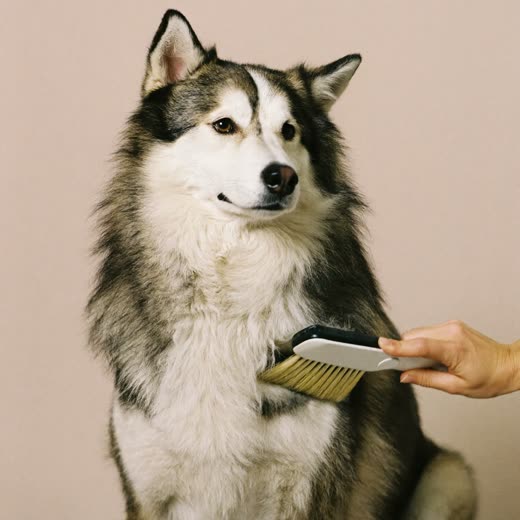 A thick-coated dog being brushed out