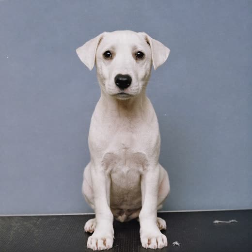 A puppy sitting calmly on a grooming table